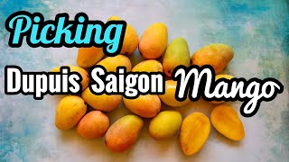 Picking Dupuis Saigon Mango [upl. by Notirb]