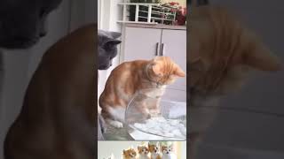 The cutest funny cats No3 shorts catvideo funnycats lovefatcats [upl. by Andeee]