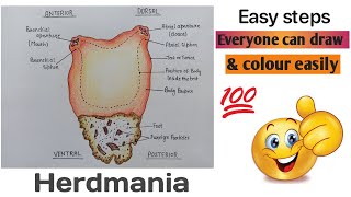 How to draw diagram of herdmania  Sea squirt  Science creation [upl. by Alyahsal]