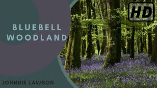 Forest Birdsong Nature Sounds  Bluebell Woodland  HD 1 Hour Birdsong Version Studying Series Ep7 [upl. by Ayoted]