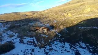 Puma caza guanaco Patagonia Argentina [upl. by Darcie102]