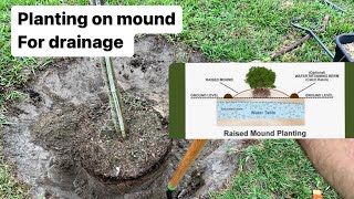 Planting tree on mound for drainageclay soil [upl. by Enilarac326]