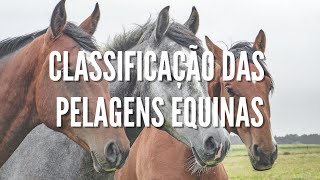 Classificação das pelagens equinas  EQUINOCULTURA [upl. by Ramsdell261]