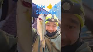 chicagoriver bassfishingismylife Chicago River Bass ned rig crawl daddy [upl. by Zela]