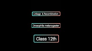 Handwritten explained Linkage and Recombination  Drosophila  class 12 [upl. by Munn]