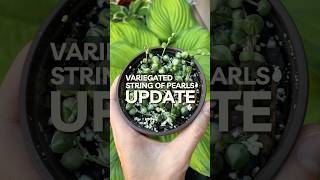 Struggling String of Pearls UPDATE houseplants plants propagation [upl. by Atteram]