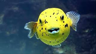 Facts The Dogface Puffer Blackspotted Puffer [upl. by Neoma]