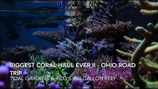 Biggest Coral Haul Ever II  Ohio Trip  Tidal Gardens and Ricos 650 Gallon Reef [upl. by Daniela]