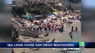 Sea lion video at beach goes viral [upl. by Leirrad]