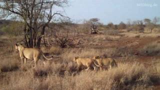 SÜDAFRIKA Löwen im Krüger Nationalpark  Lions at Kruger NP [upl. by Hgielac606]