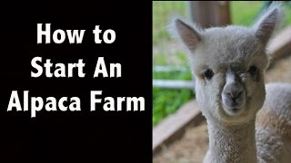 How to Start an Alpaca Farm  Greenfield  New Hampshire Tourism [upl. by Madelina612]