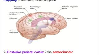 Neglect disorderHemineglect disorderHEMIAGNOSIA [upl. by Jeraldine]