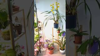 Mon petit coin de paradis des orchidées 🪴🪻 jardinageintérieur orchidee plants exoticplants [upl. by Avid]