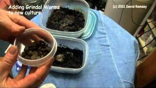 Starting White worm and Grindal Worm Culture part 2 [upl. by Malloch165]