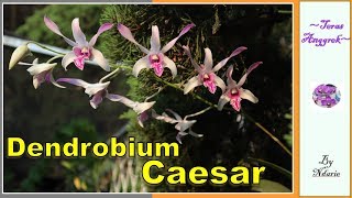 Dendrobium Caesar Si Cantik Pewaris Lip Dstratiotes [upl. by Jammal833]