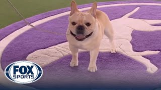 Winston the French Bulldog wins the NonSporting Group  Westminster Kennel Club  FOX Sports [upl. by Sandberg]