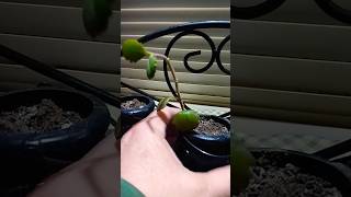 Droopy Succulent fix shorts plants prune succulent houseplants [upl. by Anauqahs]