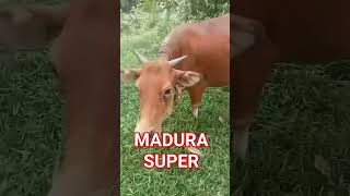 SAPI MADURA BETINA shorts sobatngarit srontscahangon [upl. by Rednave]