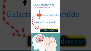 Krabbes Disease metabolicdisorders lysosomalstoragedisease phospholipids [upl. by Alla443]