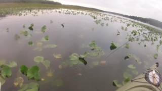 Potomac Snakehead  10 LB Monster Jumps Out Of Water [upl. by Illom]