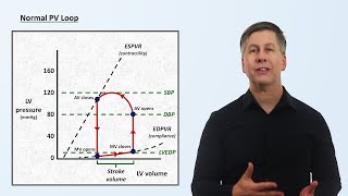 The Cardiac Cycle and PV Loops [upl. by Krasnoff]