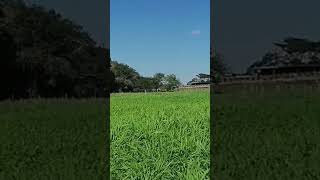 Panicum Máximum Brs Zuri en Rancho Pichula Campeche agriculture [upl. by Yanaton]