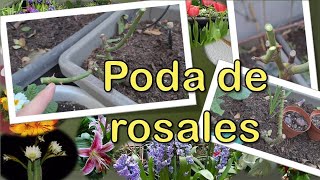 Cómo y cuándo PODAR ROSALES paso a paso 🌹✂👍🏻 [upl. by Carena]