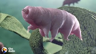 Tardigrades Are the Toughest Animal on Earth that can Survive Space and Volcanoes  The Dodo [upl. by Ut908]