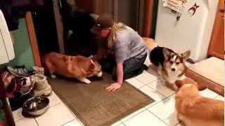 Corgis Wait Patiently Before Being Allowed in The House [upl. by Atnoed]