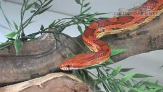 Pantherophis guttatus Cobra do milho  Cornsnake [upl. by Spears]