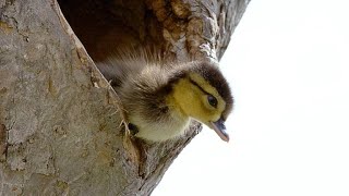 Brave Wood Ducklings Take 30Foot Leap of Faith [upl. by Alin222]