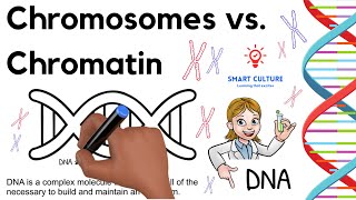 What Is the Difference Between Chromosomes and Chromatin [upl. by Brom]