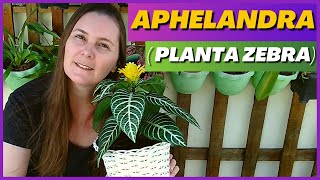 VOCÊ CONHECE A PLANTA APHELANDRA  PLANTA ZEBRA  ESPIGA DOURADA  COMO CUIDAR DA APHELANDRA [upl. by Nuahsel]