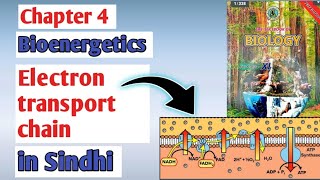 Electron transport chain class 11 biology Sindh board chapter 4 bioenergetics [upl. by Grazia327]