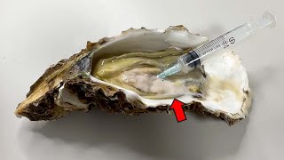 Strange Organ Inside a Oyster  Oyster Dissection [upl. by Gilemette]