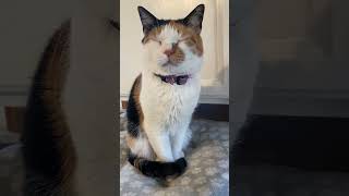 Hi Hazel Dancing Turkeys cat laugh cute catvideos funny dadjokes [upl. by Iht]