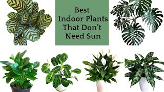 14 Best Houseplants That Dont Need Sun  Top Low Light Indoor Plants [upl. by Veno]