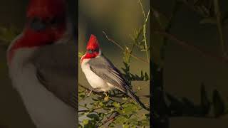 Captivating Cardinals Fascinating Facts About These Vibrant Birds [upl. by Hgielanna]