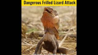 Frilled lizard attack lizard shorts facts [upl. by Elroy410]