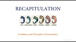 Theory of Recapitulation [upl. by Ahsin]