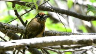 Animais da Paraíba  Caatinga [upl. by Renado]