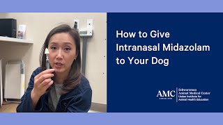 How to Give Intranasal Midazolam to a Dog During a Seizure [upl. by Yrreb]