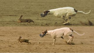 Greyhound Coursing 2022  dog chasing rabbit  coursing race [upl. by Buchbinder891]