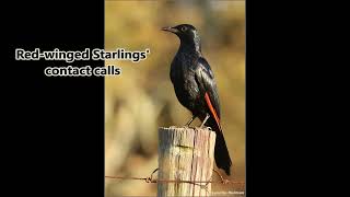 Redwinged Starlings melodious contact calls [upl. by Arik]