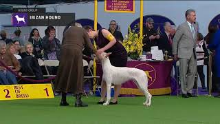 Ibizan Hounds  Breed Judging 2019 [upl. by Marzi]