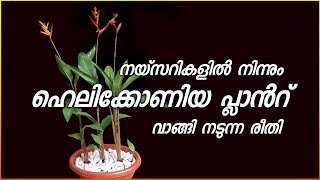 ഹെലിക്കോണിയ പ്ലാൻറ് നയ്സറികളിൽ നിന്നും വാങ്ങി ഇങ്ങനെ നട്ട് നോക്ക്  Heliconia plant potting method [upl. by Inaflahk101]