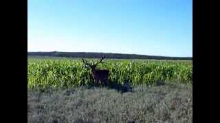 HUGE RED DEER STAG  LA PAMPA  ARGENTINA  POITAHUE HUNTING RANCH [upl. by Elledoj]