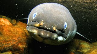 Freshwater Eel Facts also a LITTLE saltwater  Animal Fact Files [upl. by Nivled]