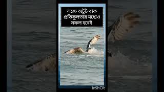 ঈগল shortvideo shortsfeed shorts trendingshorts eagle eaglehunting [upl. by Dahaf]