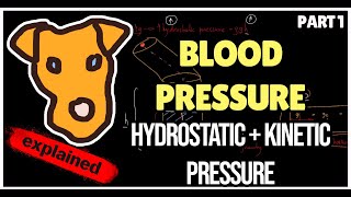 Hemodynamics Blood pressure Hydrostatic and Kinetic pressure [upl. by Ailito]